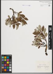 Foto von Salix helvetica Vill.